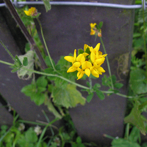 Lotus pedunculatus whole