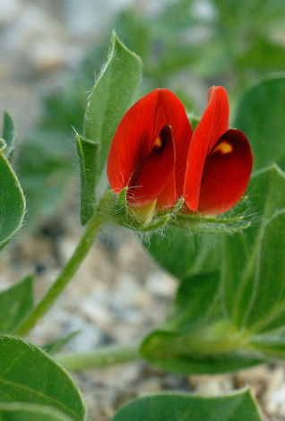 Tetragonolobus purpureus close