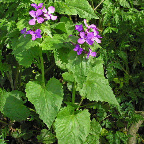 Lunaria honesty whole purple