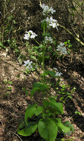 Lunaria honesty whole white