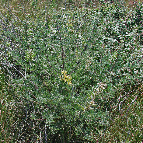 Lupinus arborues whole