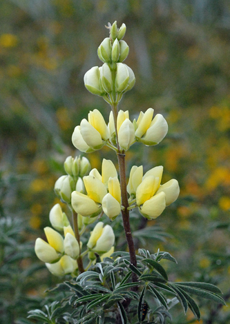 Lupinus arborues close