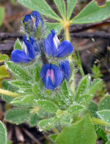 Lupinus micranthus close