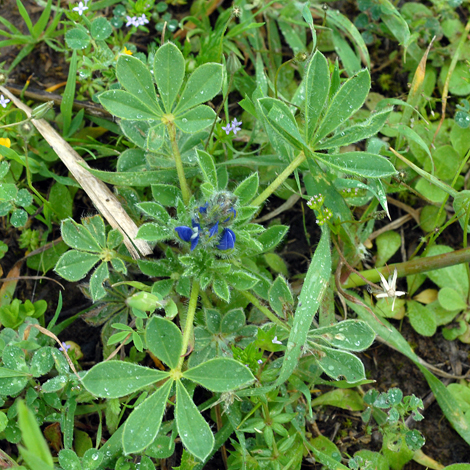 Lupinus micranthus whole