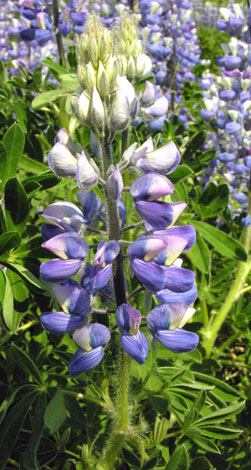 Lupinus nootkatensis close