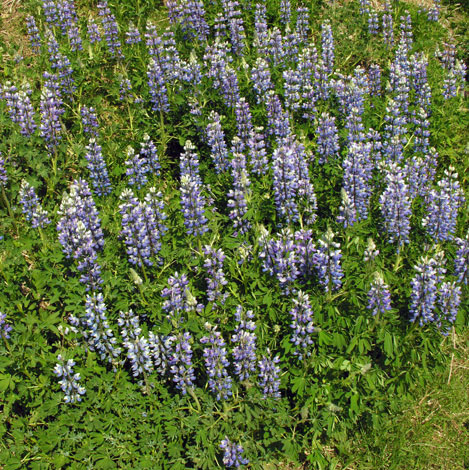 Lupinus nootkatensis
