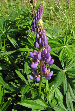 Lupinus x regalis blue