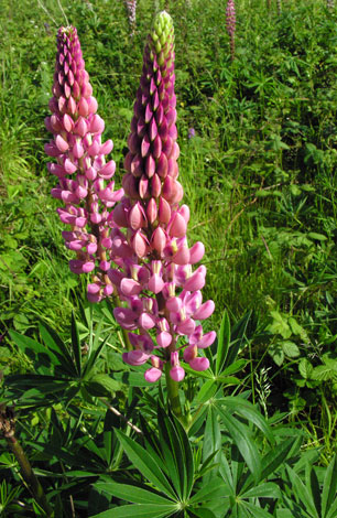 Lupinus x regalis red