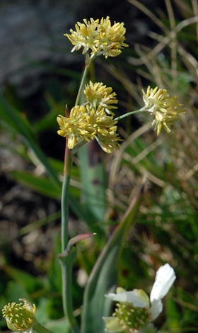 Luzula lutea close