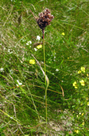 Luzula multiflora ssp congesta whole