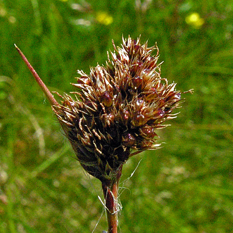 Luzula multiflora ssp congesta close