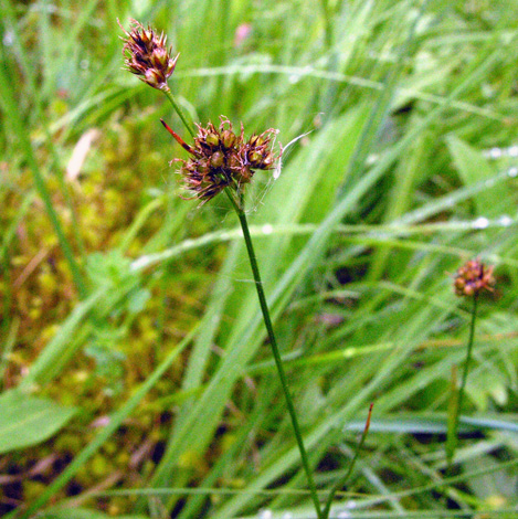 Luzual multiflora ssp multiflora