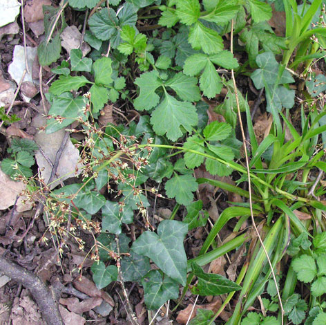 Luzula sylvatica whole