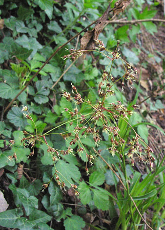 Luzula sylvatica close