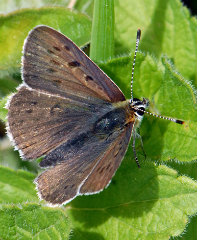 Lycaena tityrus upper