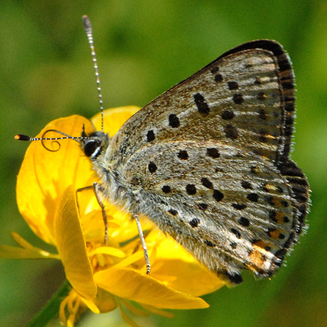 Lycaena tityrus under