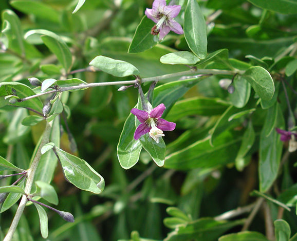 Lycium barbarum whole