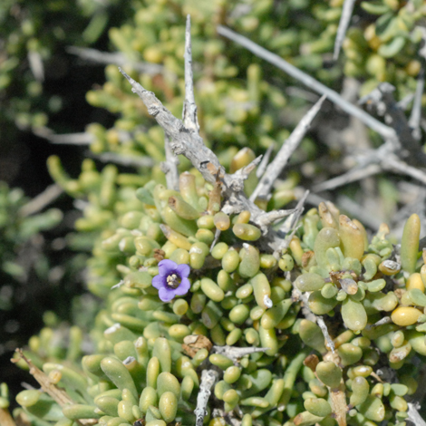 Lycium intricatum whole