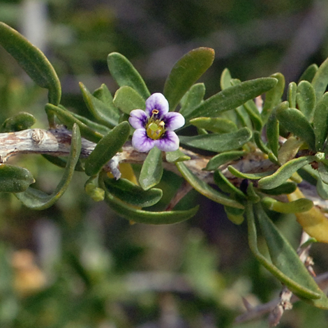 Lycium schweinfurthii close