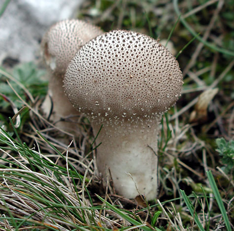 Lycoperdon perlatum