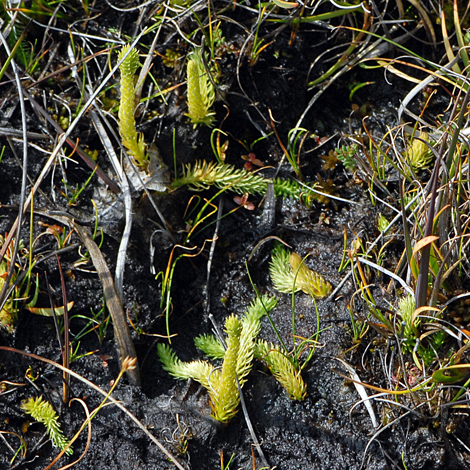 Lycopodiella inundata whole