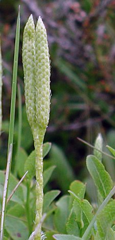 Lycopodium clavatum close