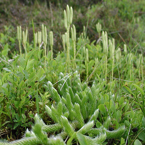 Lycopodium clavatum whole