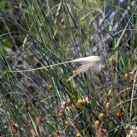 Lygeum spartum close
