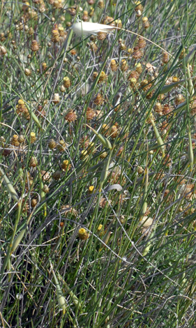 Lygeum spartum whole