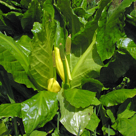 Lysichiton americanus whole