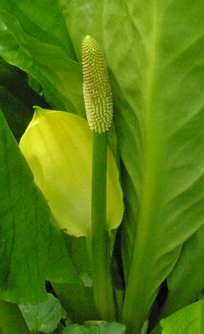 Lysichiton americanus close