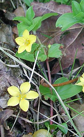 Lysimachia nemorum whole