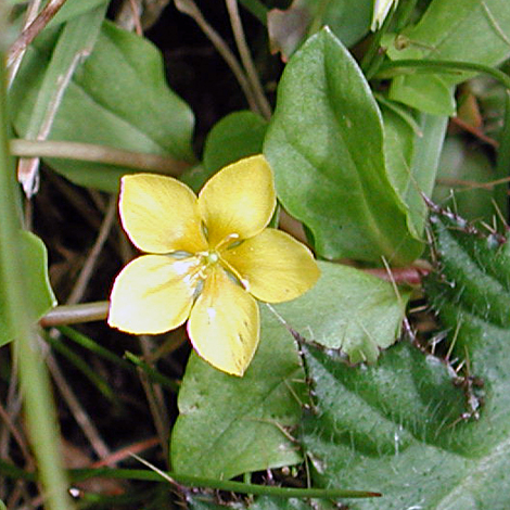 Lysimachia nemorum close