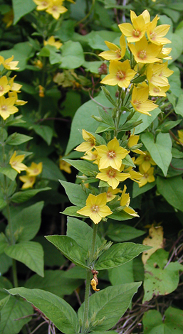 Lysimachia punctata whole