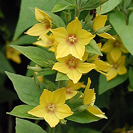 Lysimachia punctata close
