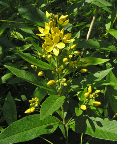 Lysimachia vulgaris whole