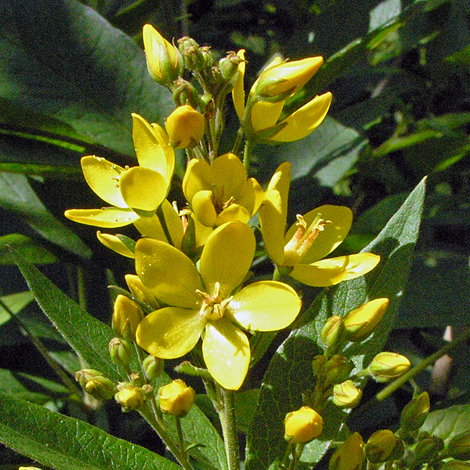 Lysimachia vulgaris close