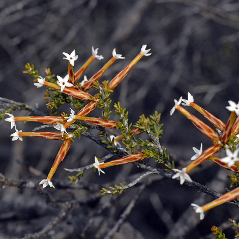 Lysinema ciliatum close