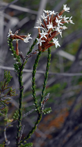 Lysinema ciliatum whole