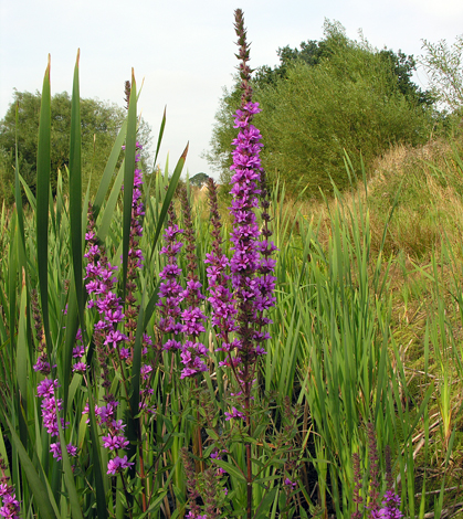 Lythrum salicaria whole