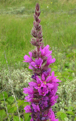 Lythrum salicaria close