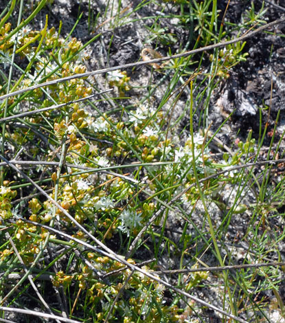 Macarthuria australis