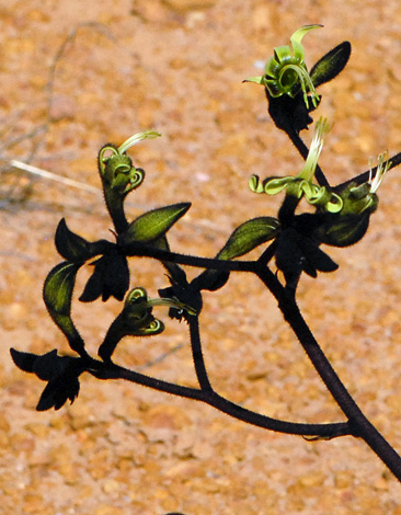 Macropidia fuliginosa close