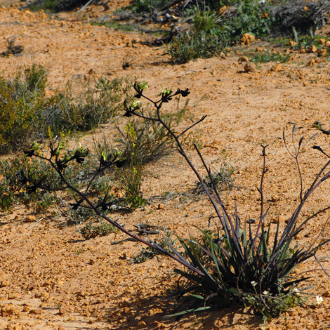 Macropidia fuliginosa whole