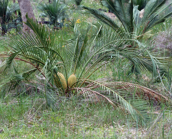 Macrozamia riedlei