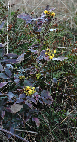 Mahonia aquifolium whole