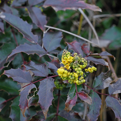 Mahonia aquifolium close