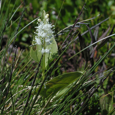 Maianthemum bifolium whole