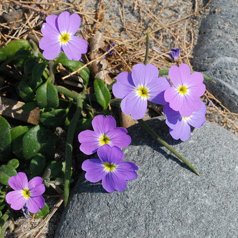 Malcolmia flexuosa ssp naxensis close