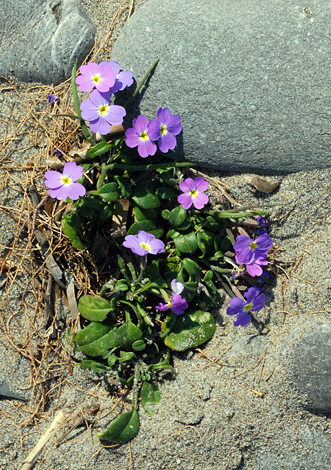 Malcolmia flexuosa ssp naxensis whole